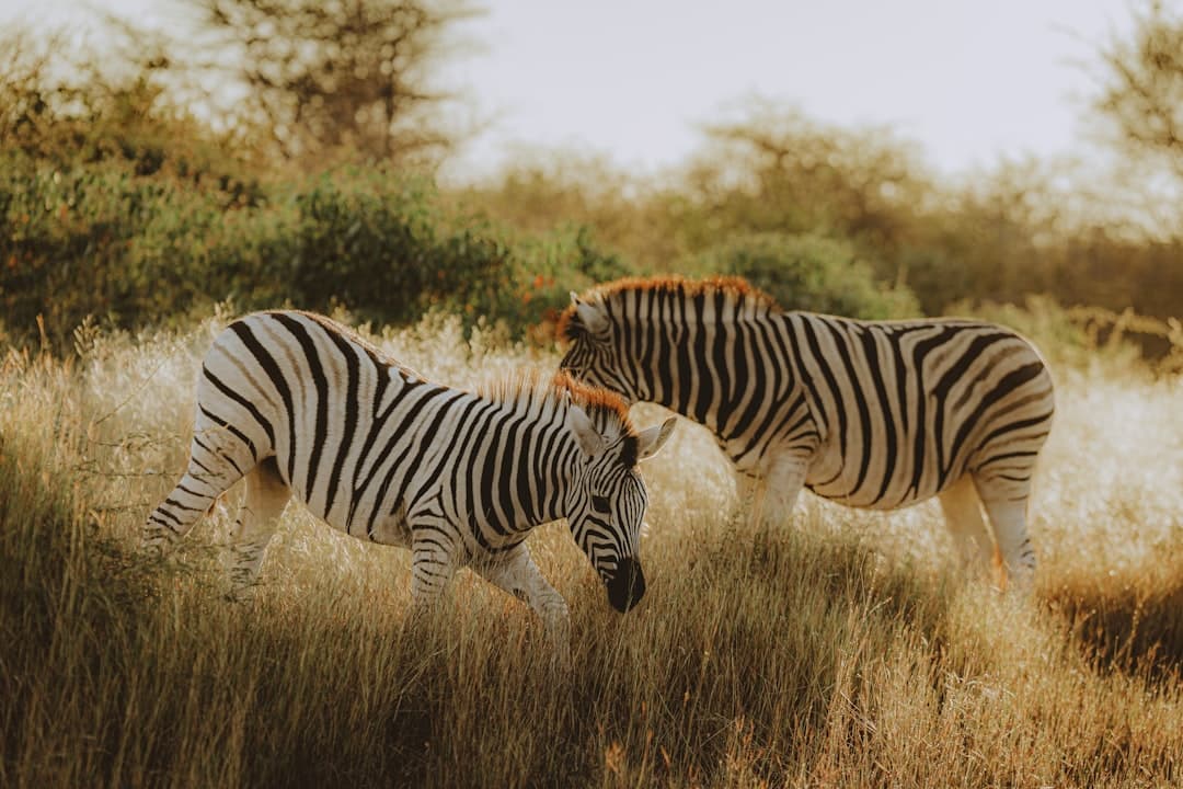 A real photograph of two zebras standing in golden grass