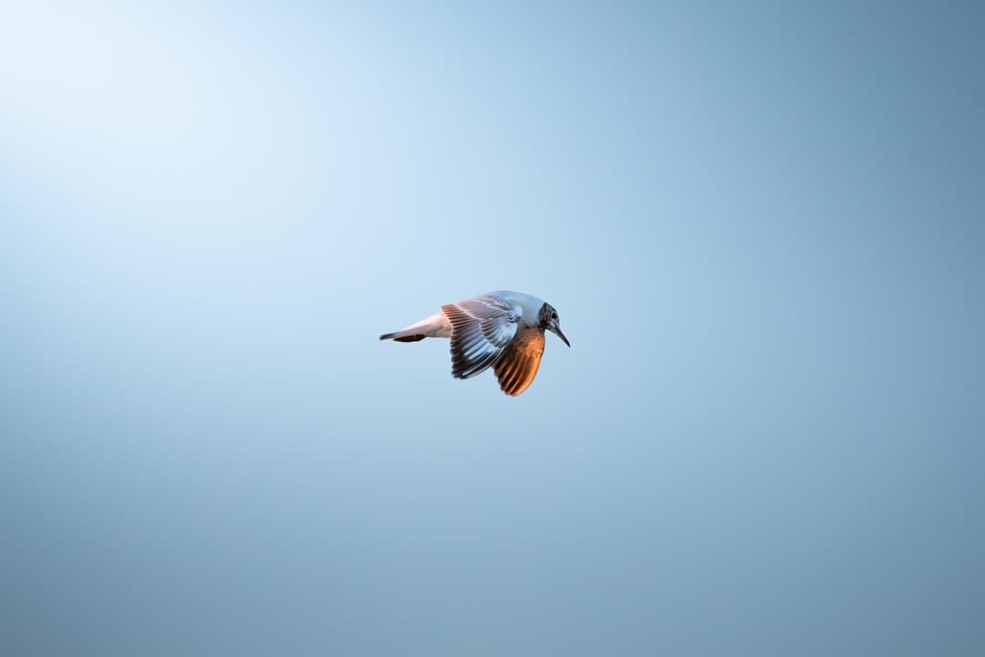 A real photograph of a kingfisher flying against a blue sky